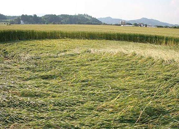 crop circle at Maribor | June 09 2007