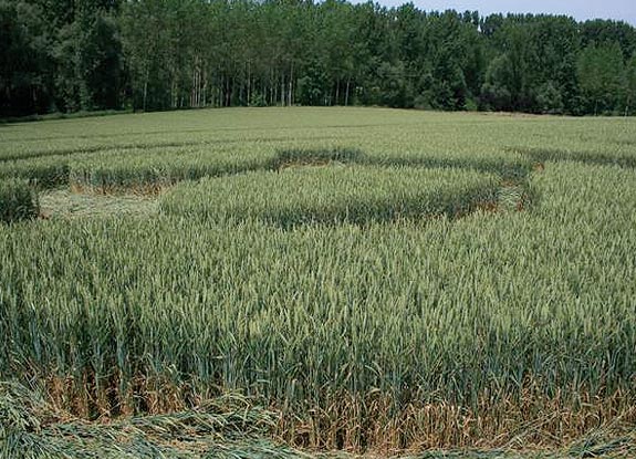 crop circle at Daal | June 14 2007