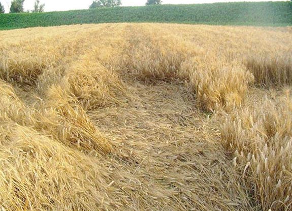crop circle at Calcinaia | June 18 2007