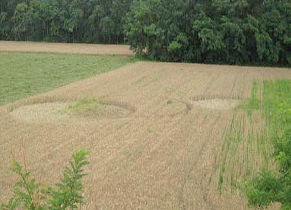 crop circle at Uboldo | June 21 2007