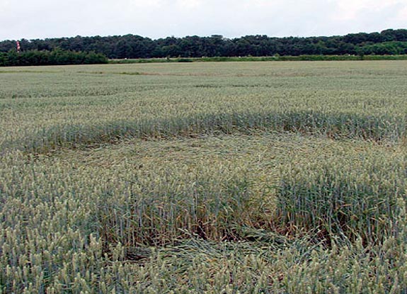 crop circle at Bosschenhoofd | June 22 2007