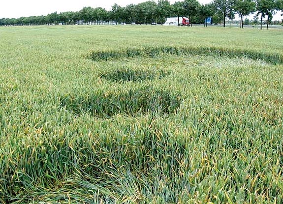 crop circle at Bosschenhoofd | June 26 2007