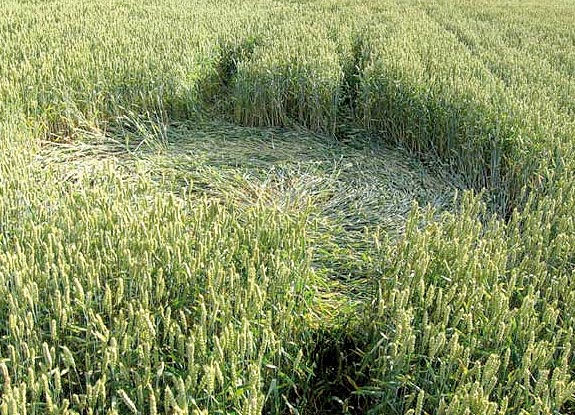 crop circle at Bosschenhoofd | June 28 2007