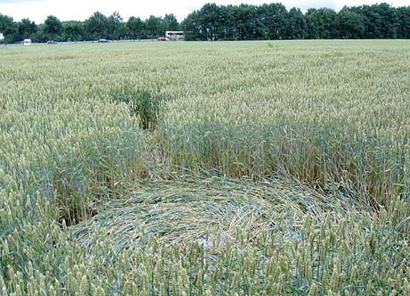crop circle at Bosschenhoofd | June 29 2007