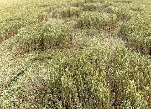 crop circle at Denderhoutem | July 01 2007