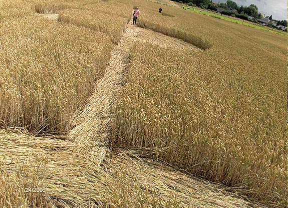 crop circle at Nieuwerkerken | July 01 2007