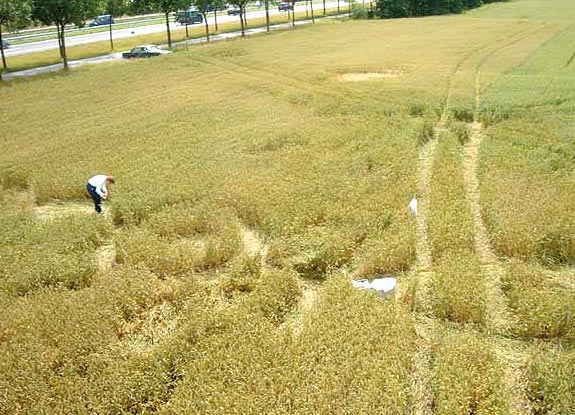 crop circle at Bosschenhoofd | July 01 2007