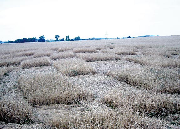 crop circle at Labiszyn | July 01 2007