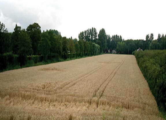 crop circle at Charloisse Poort | July 16 2007