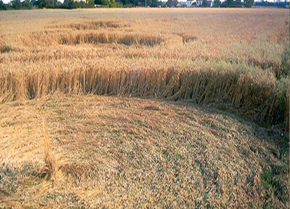 crop circle at Great Stambridge | July 19 2007