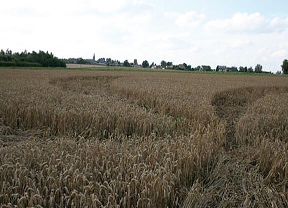 crop circle at Gavere | July 20 2007