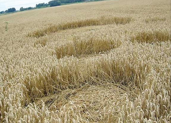 crop circle at Standdaarbuiten | July 22 2007