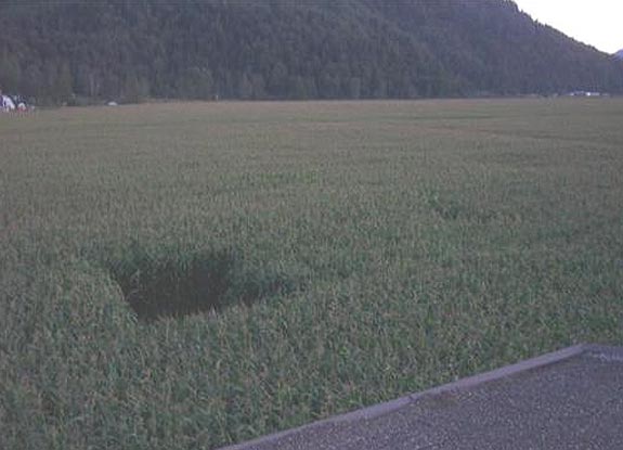 crop circle at Rosdale | July 24 2007