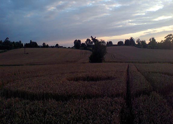 crop circle at Milbourne | July 25 2007