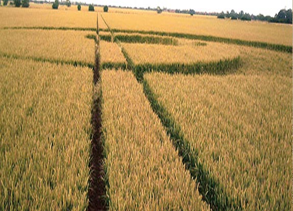 crop circle at Great Wakering | July 2007