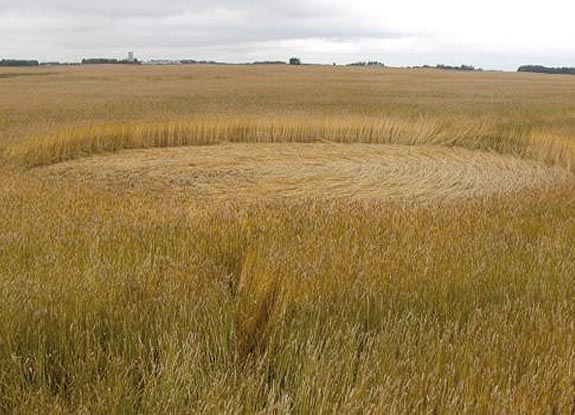 crop circle at Abbotsford | August 26 2007