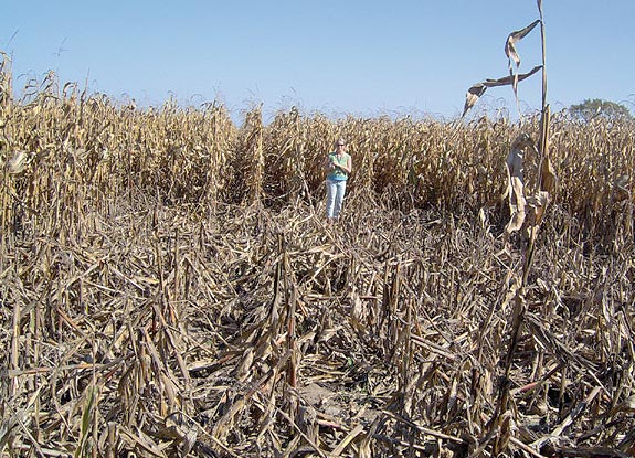 crop circle at Shakespeare |  late August 2007