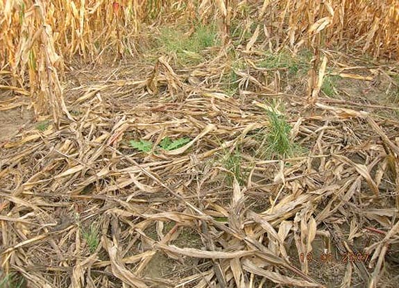 crop circle at Iowa | October 03 2007