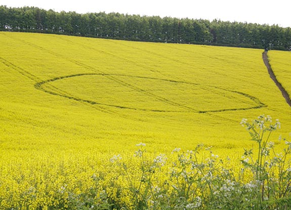 crop circle at Ashbury | May 10 2008