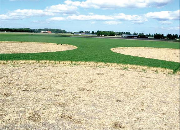 crop circle at Montecastello | May 27 2008