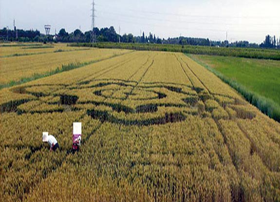 crop circle at Lignano Sabbiadoro | June 04 2008