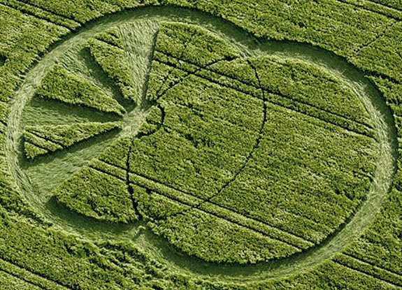 crop circle at West Kennett | June 06 2008
