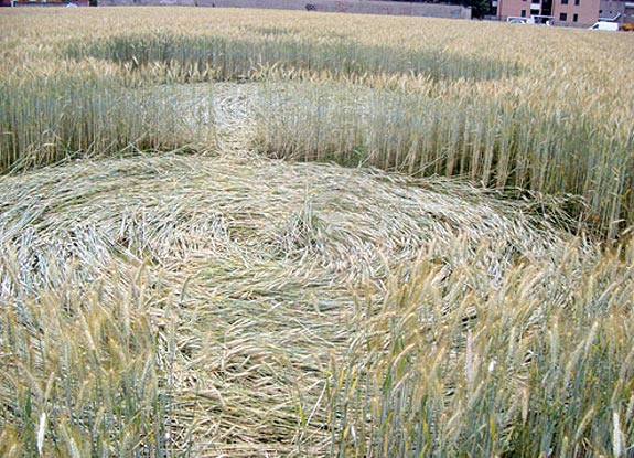 crop circle at Varedo | June 11 2008