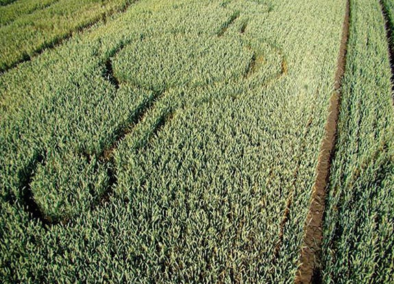 crop circle at Nieznanowice | June 30 2008