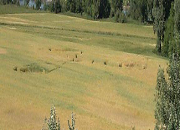 crop circle at Torun | July 03 2008