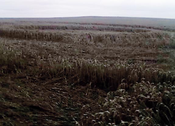 crop circle at Warnford | July 26 2008