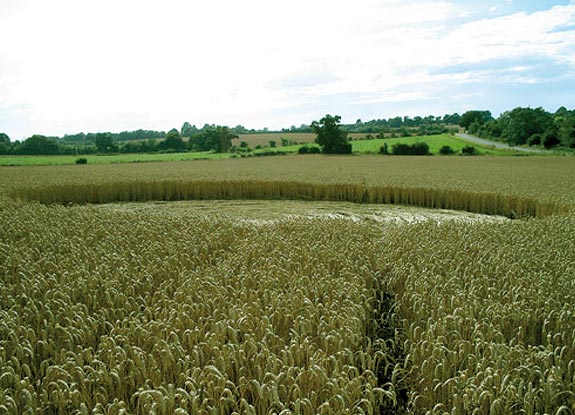 crop circle at Barsham | August 06 2008