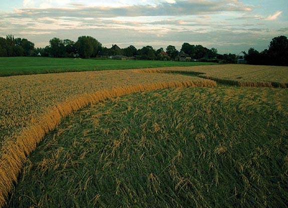crop circle at Benningbroek | August 08 2008