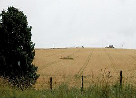crop circle at Sandend | August 10 2008