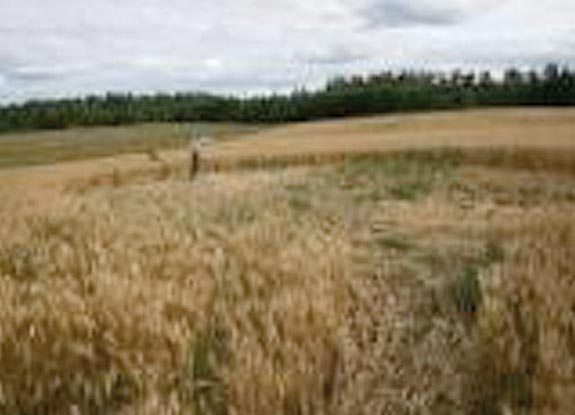 crop circle at Flatbush | August 30 2008