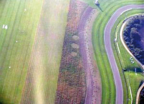 crop circle at Goodwood | September 19 2008