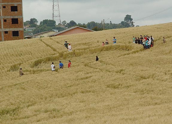 crop circle at Xanxere | November 11 2008