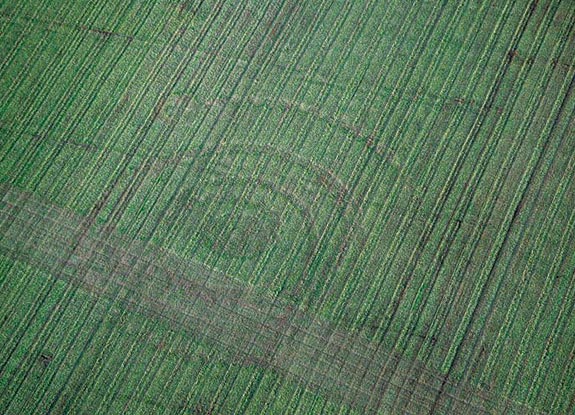 crop circle at Olenhusen | November 15 2008