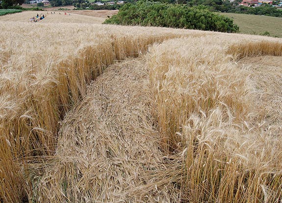 crop circle at Ouro Verder | November 16 2008