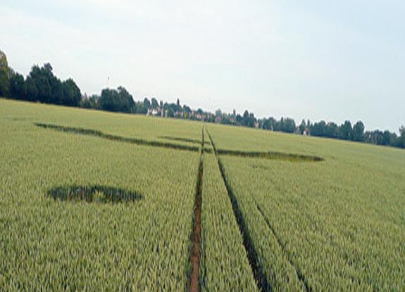 crop circle at Rochford Golf Course | June 22 2009