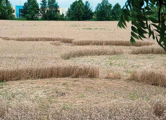 crop circle at Vidalengo | June 20 2009