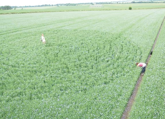 crop circle at Beckhampton | June 28 2009