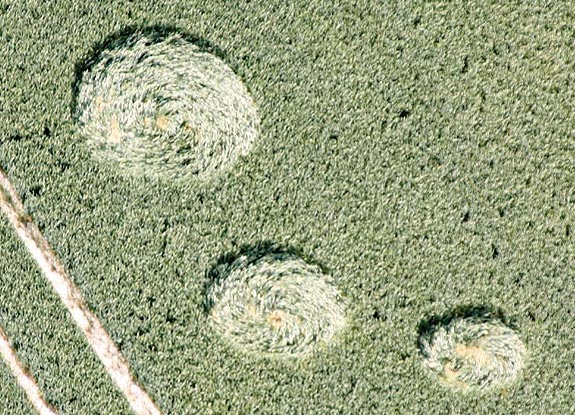 crop circle at Pewsey White Horse | June 28 2009