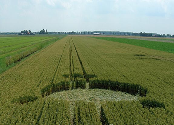 crop circle at Standdaarbuiten | July 10 2009