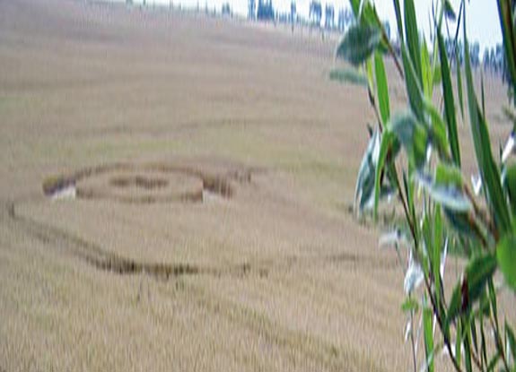 crop circle at Kaltenhof | July 16 2009