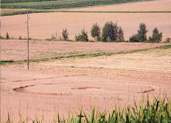 crop circle at Nova Gorica | July 20 2009