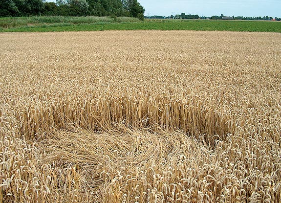 crop circle at Standdaarbuiten | July 31 2009