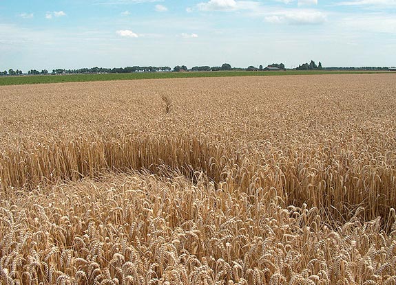 crop circle at Standdaarbuiten | July 31 2009