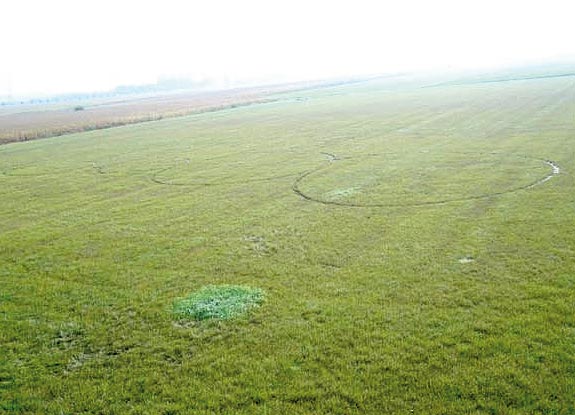 crop circle at Hoeven | September 27 2009