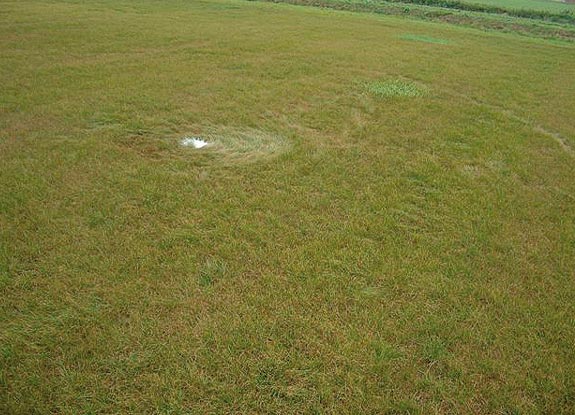 crop circle at Hoeven | October 05 2009