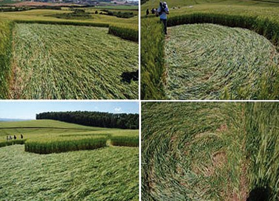 crop circle at Ipuacu | October 29 2009